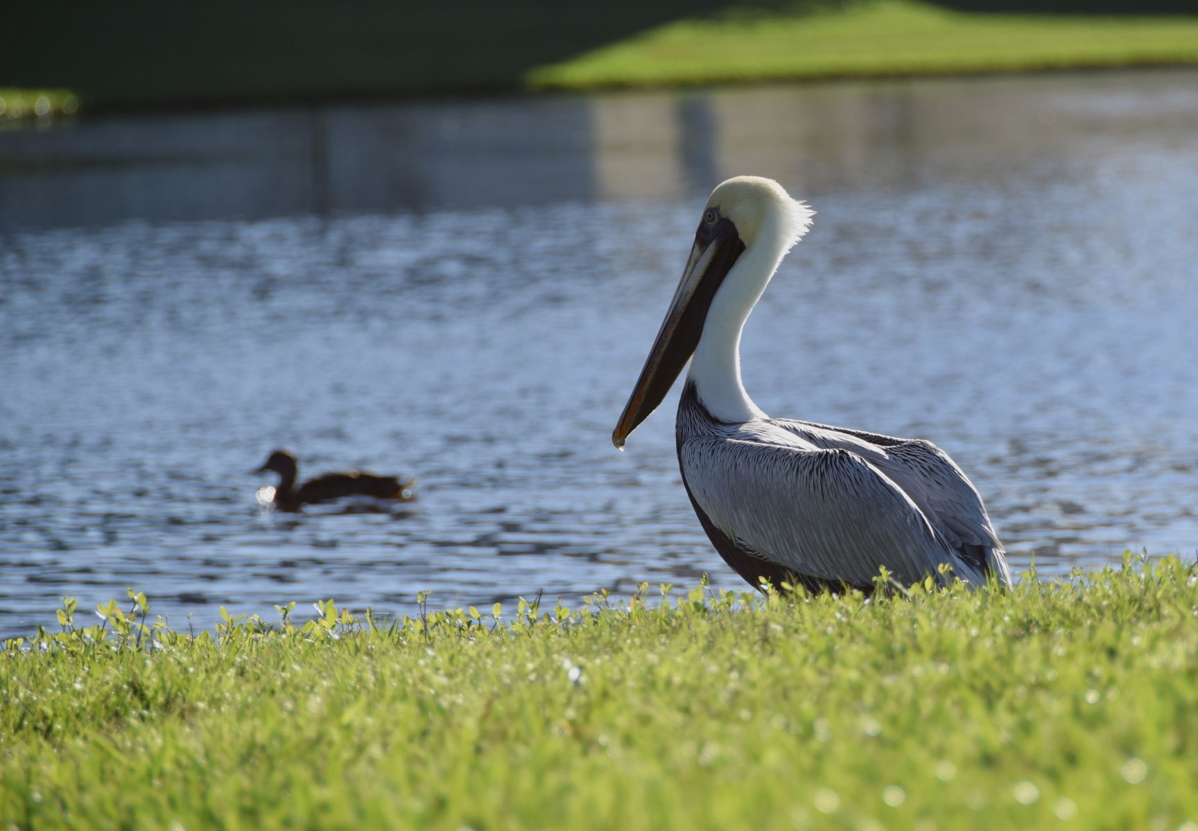 Pelican